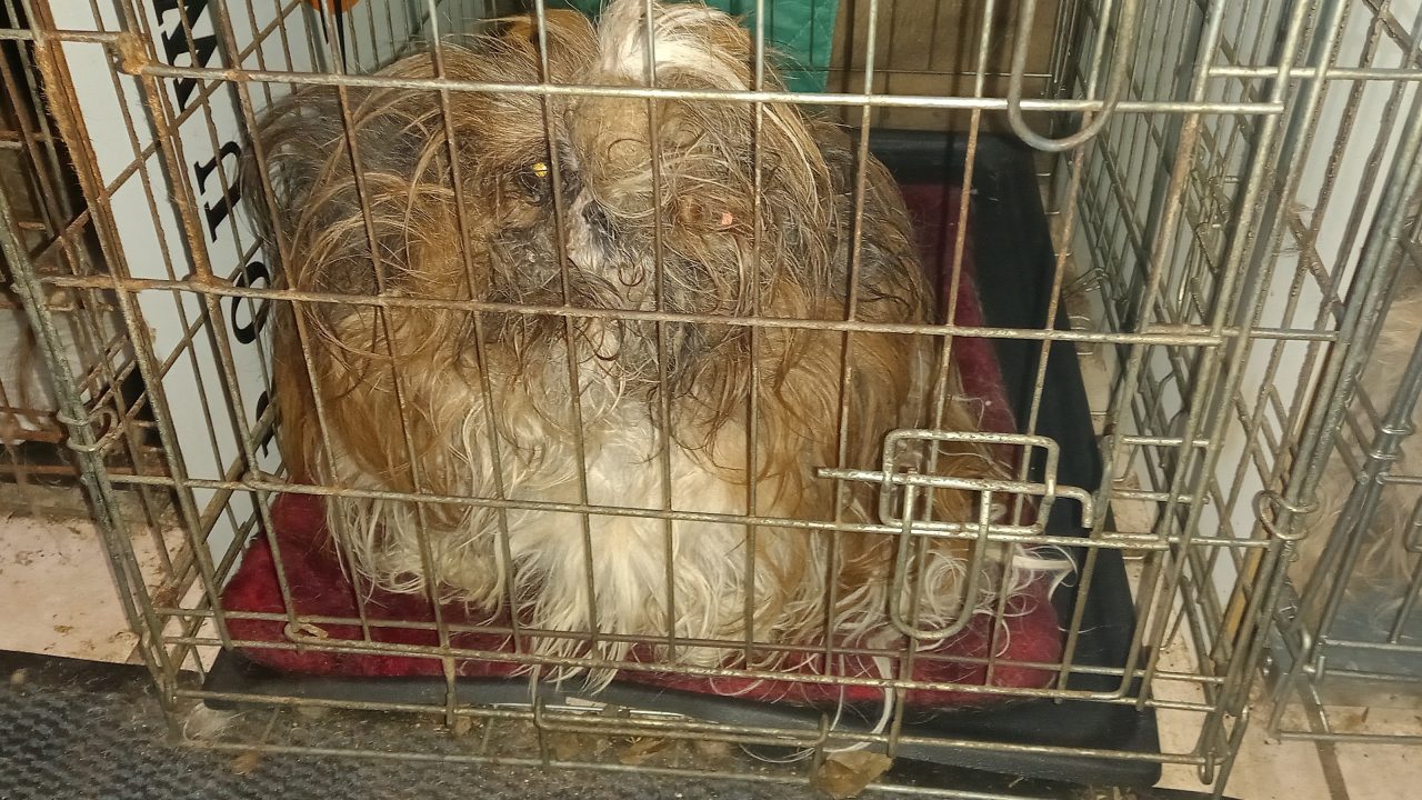 Opnieuw tientallen honden in beslag genomen in gemeente Hardenberg
