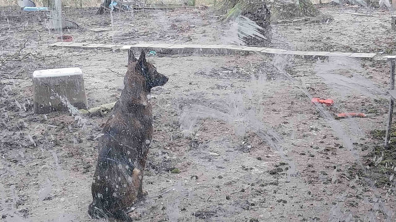 ‘Dierenredster’ blijkt hardleers: inspectie neemt opnieuw verwaarloosde honden mee