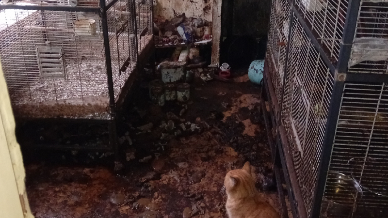 Inspectiedienst neemt grote hoeveelheden dieren in bewaring in zeer ernstig vervuilde opvang Oldambt