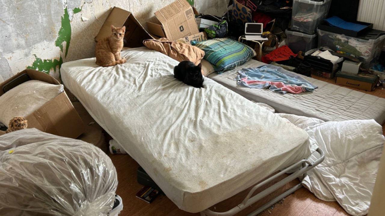 Inspecteurs nemen katten, cavia’s en vogels mee uit ernstig vervuilde vlooienwoning Voorne aan Zee