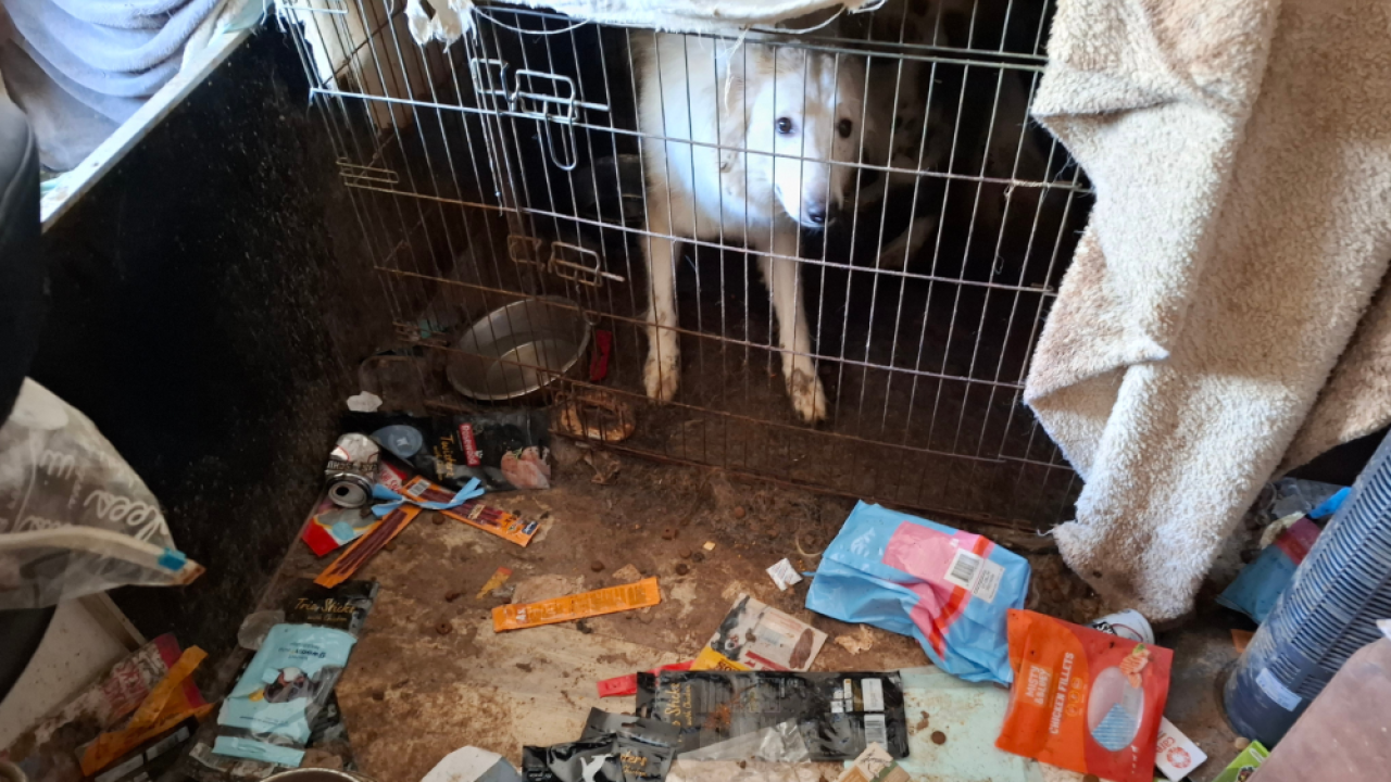 Zwitserse herder zit permanent in zeer ernstig vervuilde kooi in een net zo smerig appartement