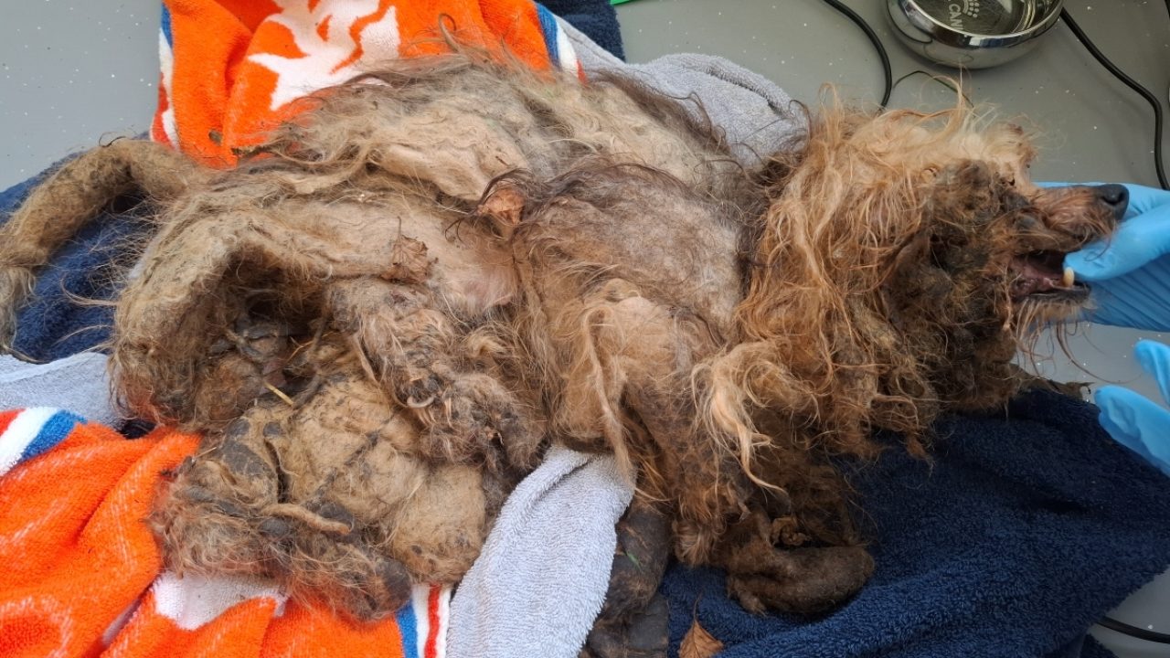 Op sterven na dode hond gedumpt op parkeerplaats Berkenwoude; wie deed dit?