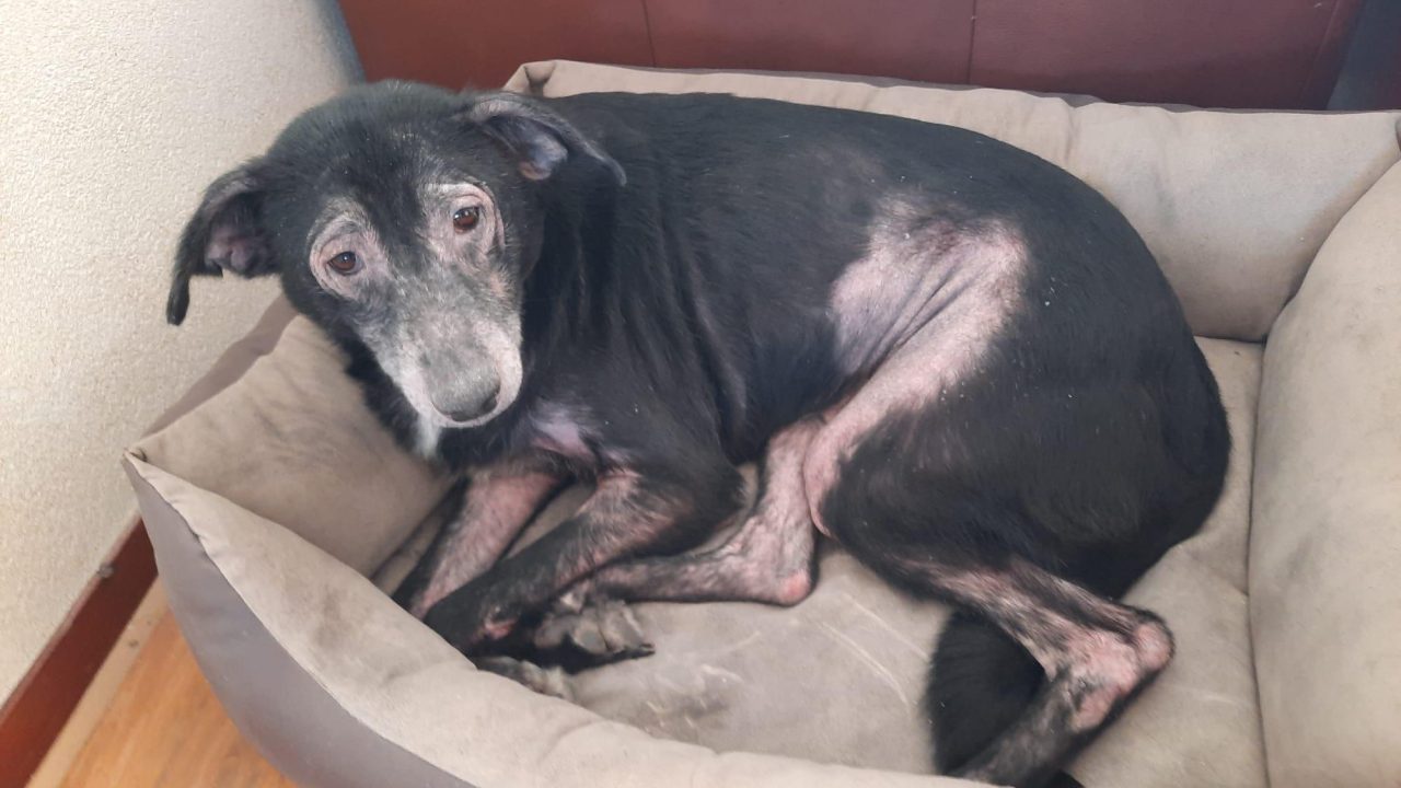 Hond met ernstige huidallergie in bewaring genomen in Overbetuwe