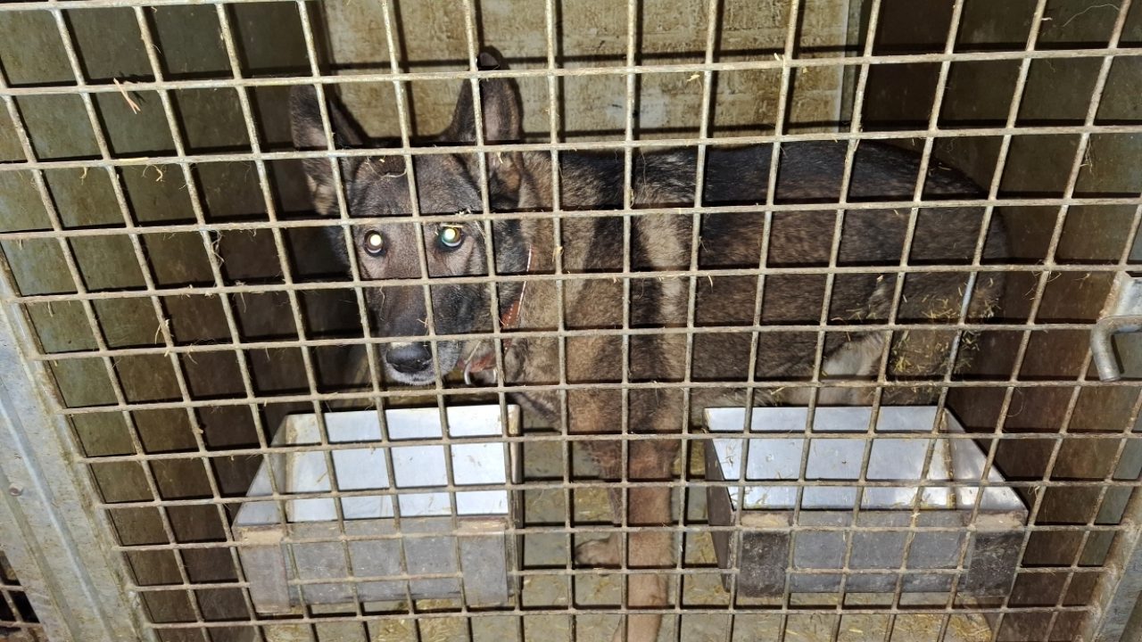 Inspecteur neemt honden, konijnen en een kraai in beslag in onverlichte loods