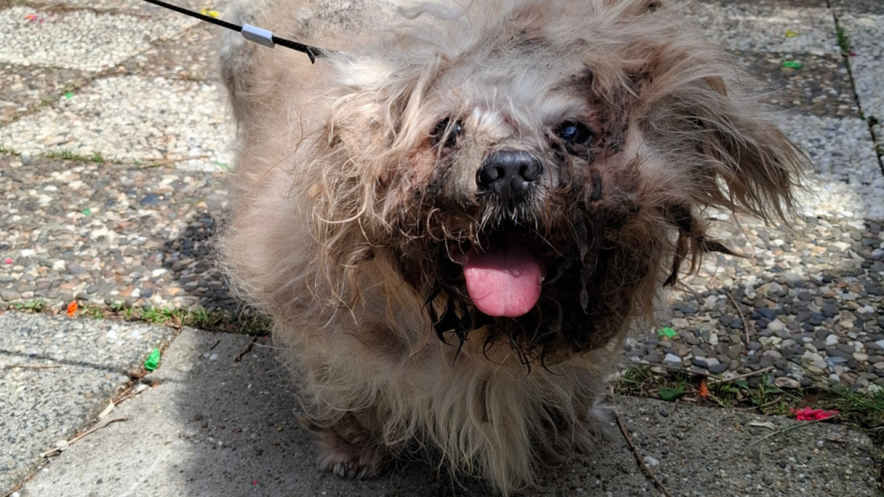 Ernstig verwaarloosde hond ‘van de trap gevallen’: inspecteur neemt dier mee voor spoedbehandeling