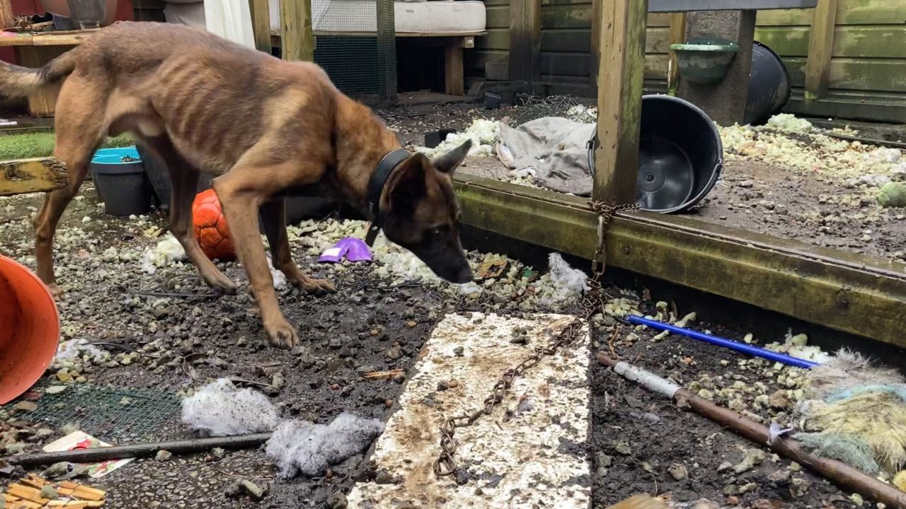 Magere Mechelse herder beroerd gehuisvest in van de ratten vergeven achtertuin in Nederweert
