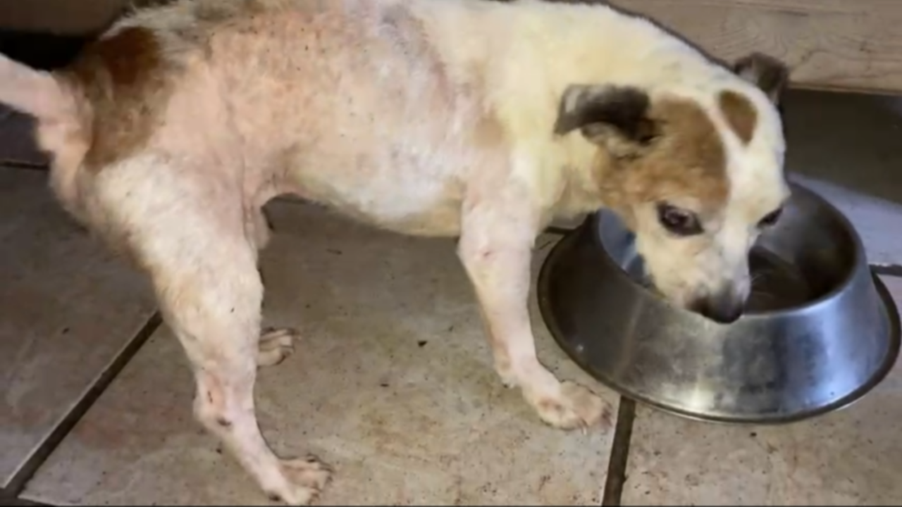 Man uit Peel en Maas opnieuw in de fout met zijn honden: inspectiedienst neemt nu ook laatste dieren in bewaring