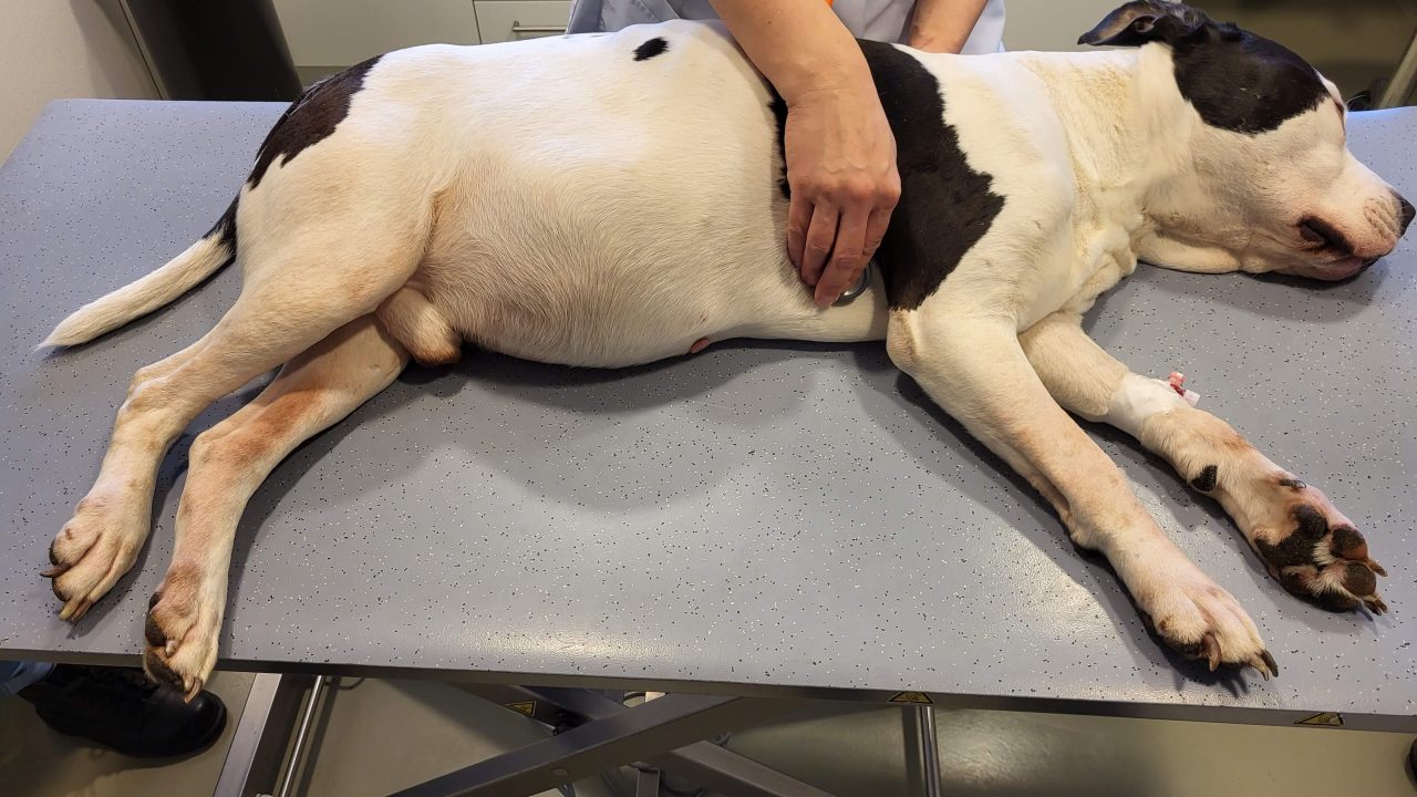 Baas weigert doodzieke hond naar dierenarts te brengen