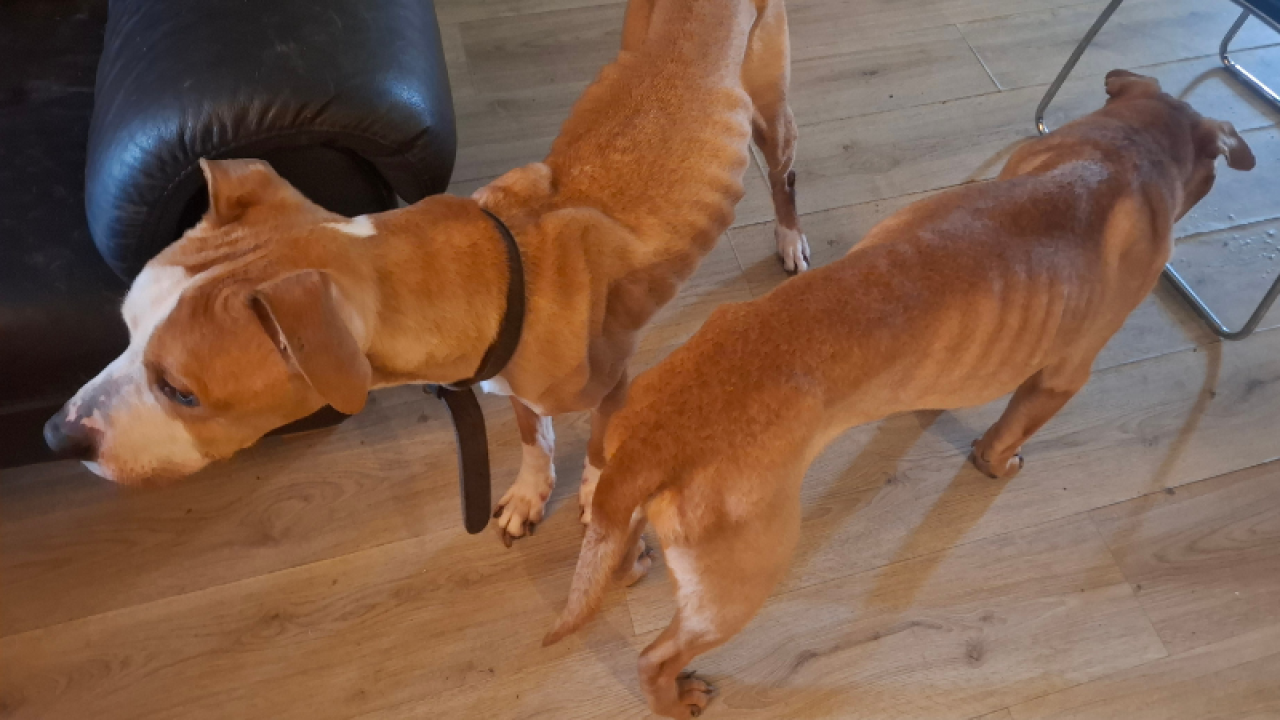 Inspecteur neemt uitgemergelde honden in beslag