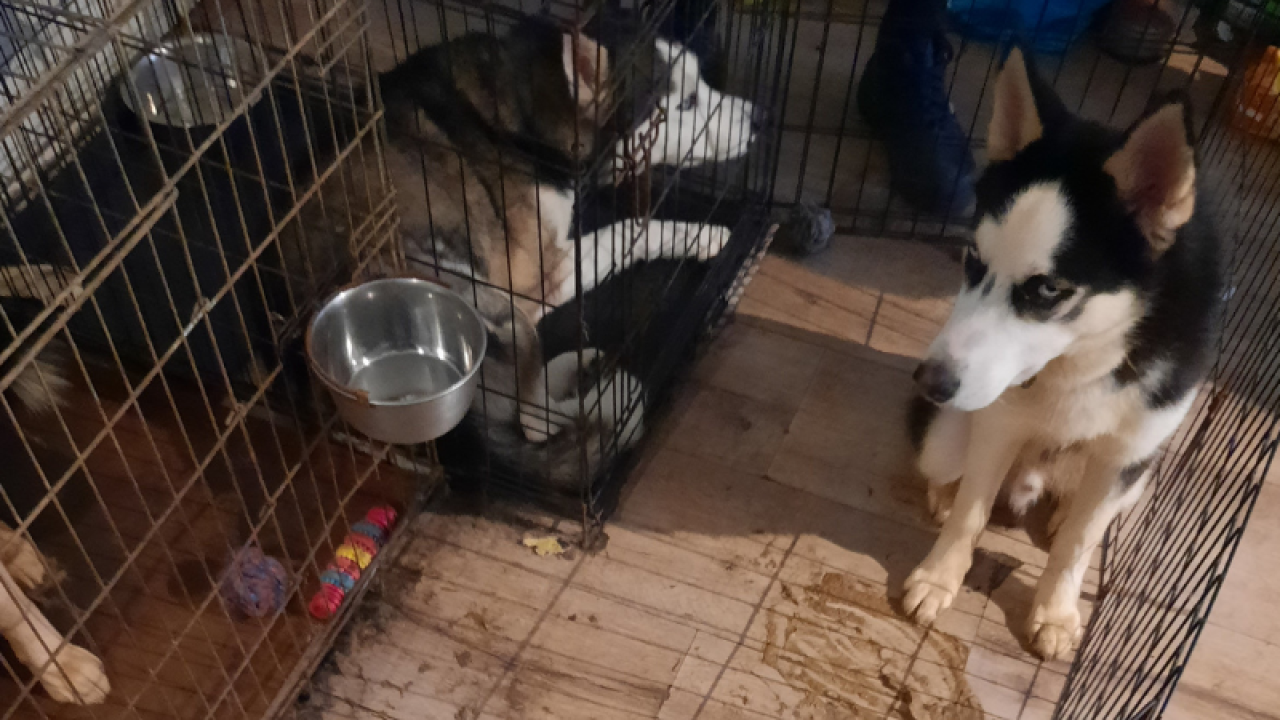 Verwaarloosde honden meegenomen uit ernstig vervuilde woning in IJmond