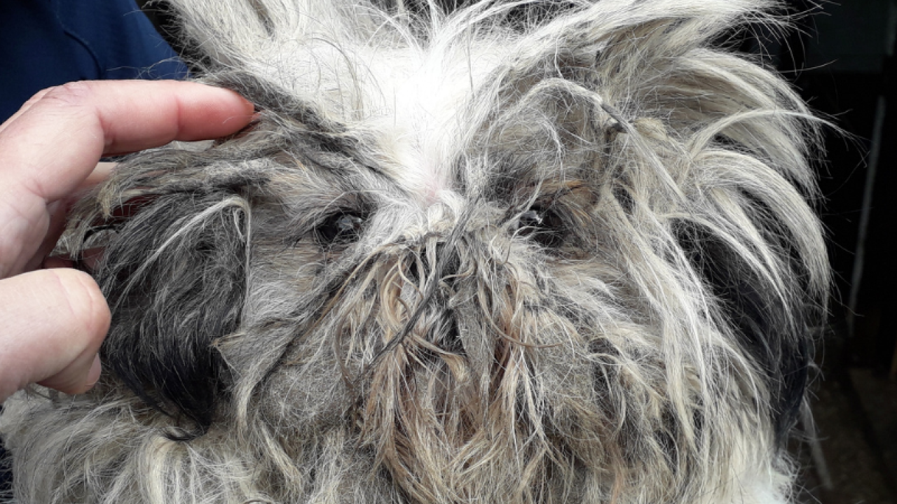 Verwaarloosde honden in vieze schuren: inspectiedienst neemt alle dieren in beslag