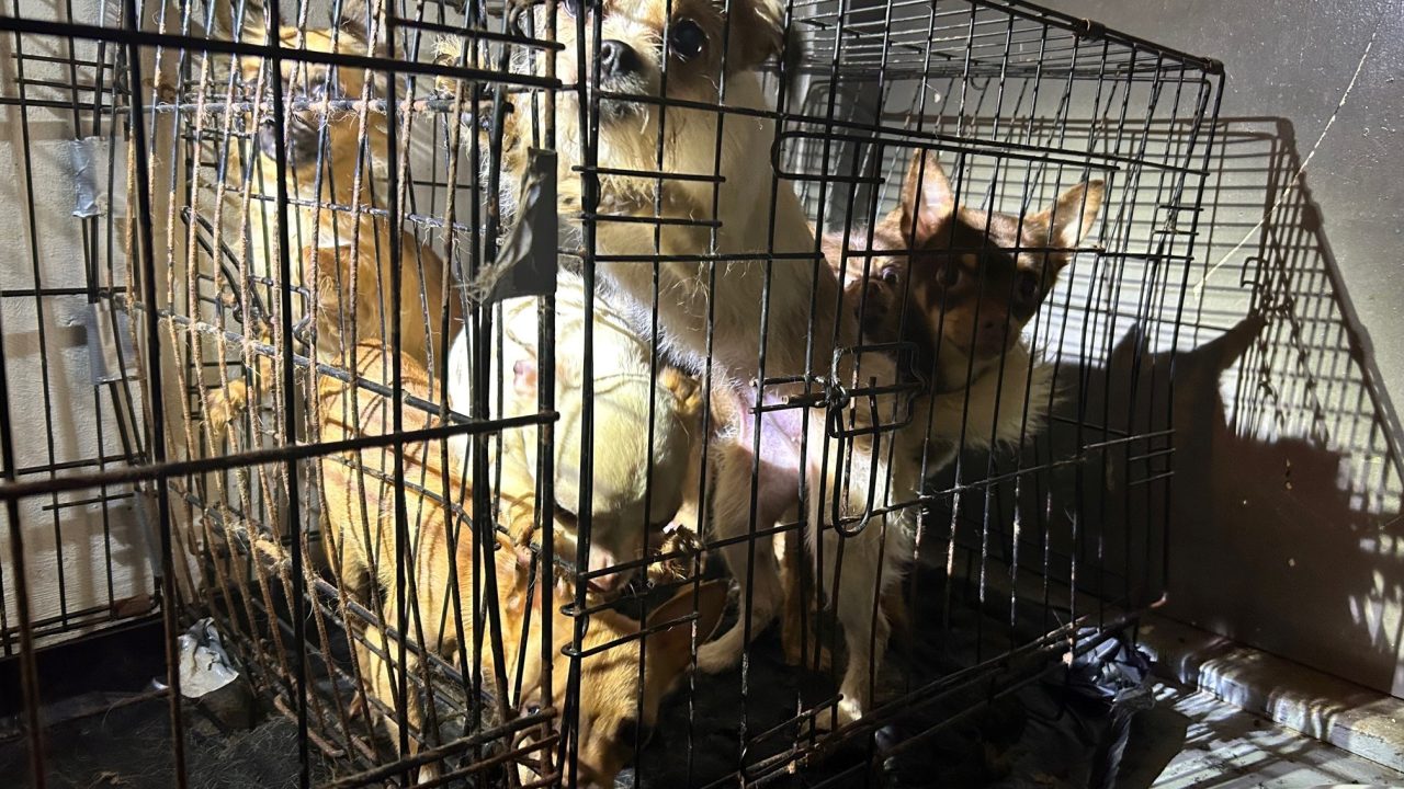 Inspectiedienst neemt meer dan dertig verwaarloosde honden en katten mee uit mini-appartement in Utrecht
