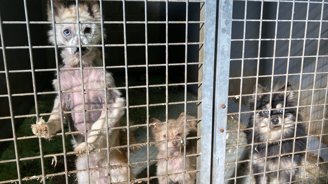 Honden in bewaring genomen bij handelaar in Venray