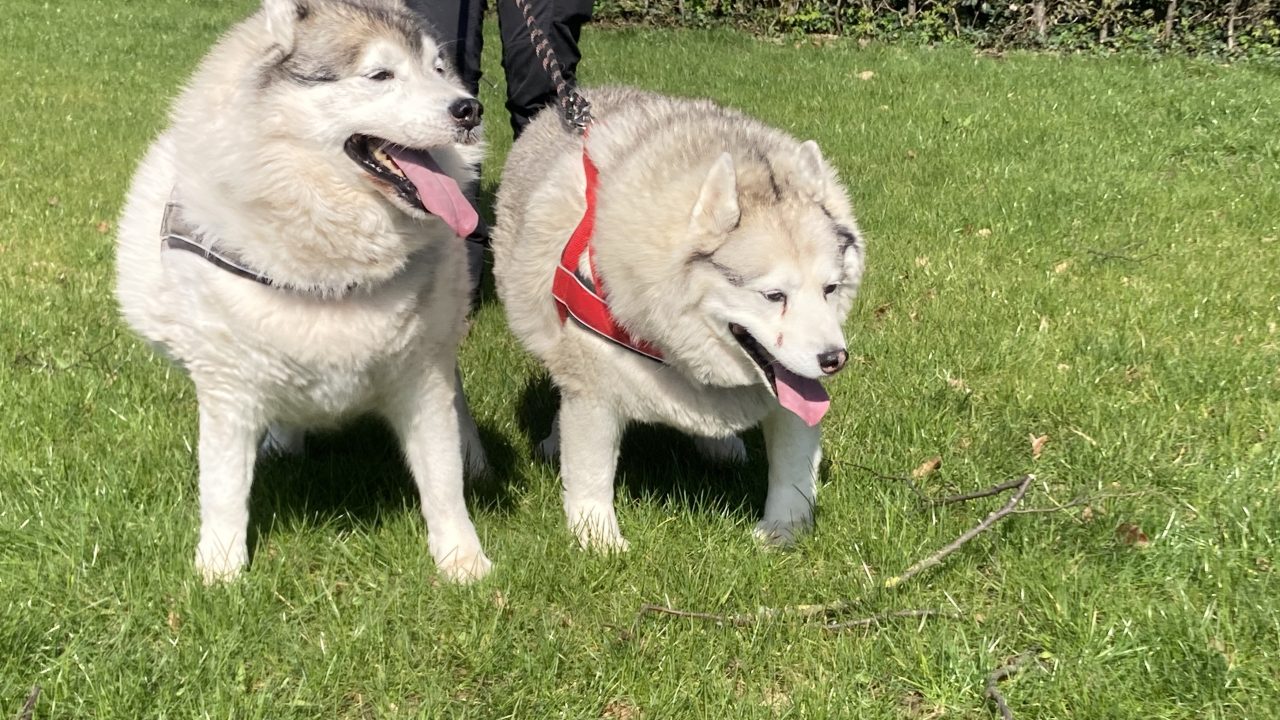 Moddervette husky’s in bewaring genomen en direct op dieet