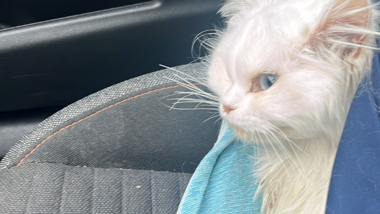 Gedwongen spoedopname komt te laat: ernstige zieke poes en zes kittens in Bergeijk overlijden