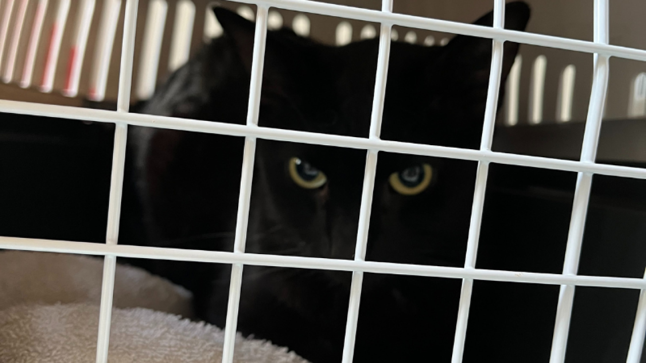 Tientallen honden en katten uit zeer vuile woning bevrijd