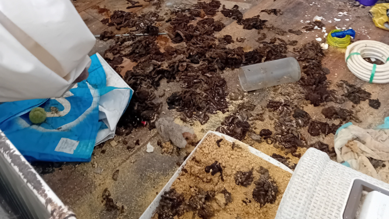 Verwaarloosde kat uit ernstig vervuilde woning gehaald