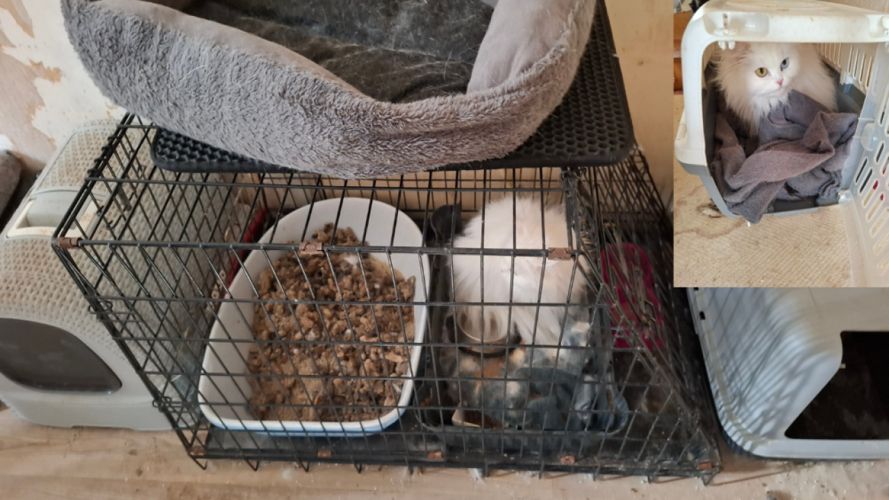 Inspectiedienst neemt negen katten in beslag in Hengelo