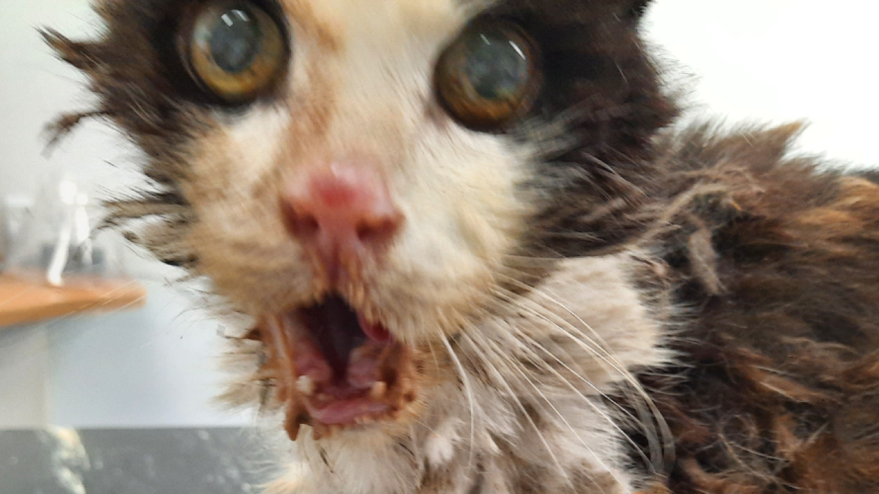 Eigenaar dumpt verwaarloosde bejaarde kat op straat en moet portemonnee trekken
