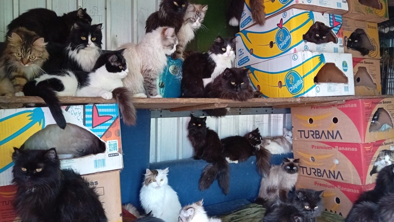 Vrouw houdt meer dan 100 katten in kleine trailer: inspecteur neemt alle dieren in bewaring