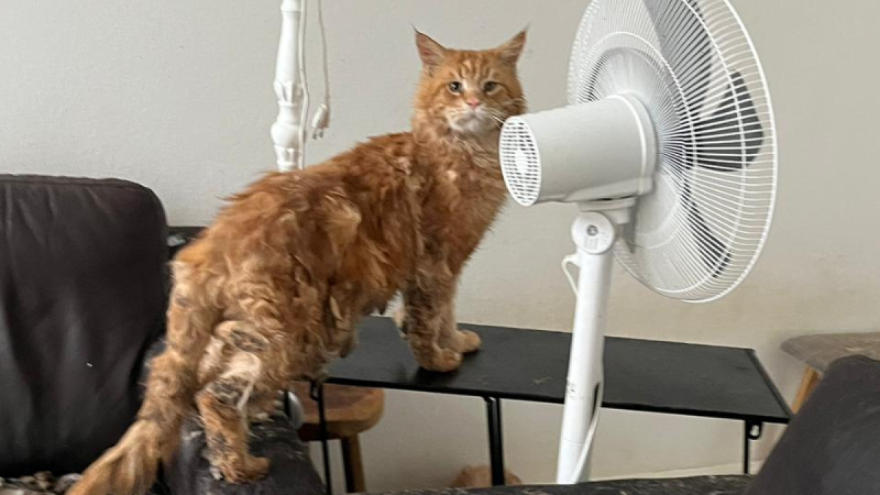 Tientallen verwaarloosde Maine Coons meegenomen uit smerige woning Cranendonck