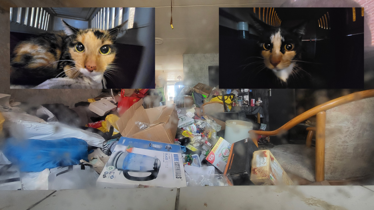 Katten leven tussen torenhoog opgestapeld vuilnis in appartement Drimmelen: inspecteur neemt ze mee