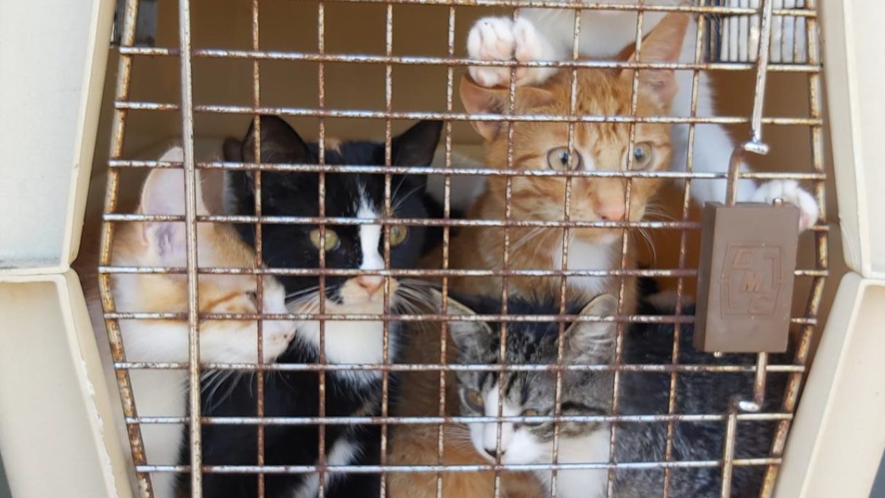 Hongerige kat en kittens verlost uit vlooienwoning Heerenveen