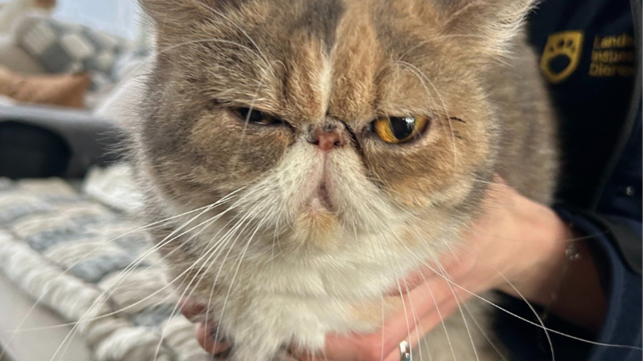 Kattenbezitster Spijkenisse vertikt het nog steeds om naar dierenarts te gaan