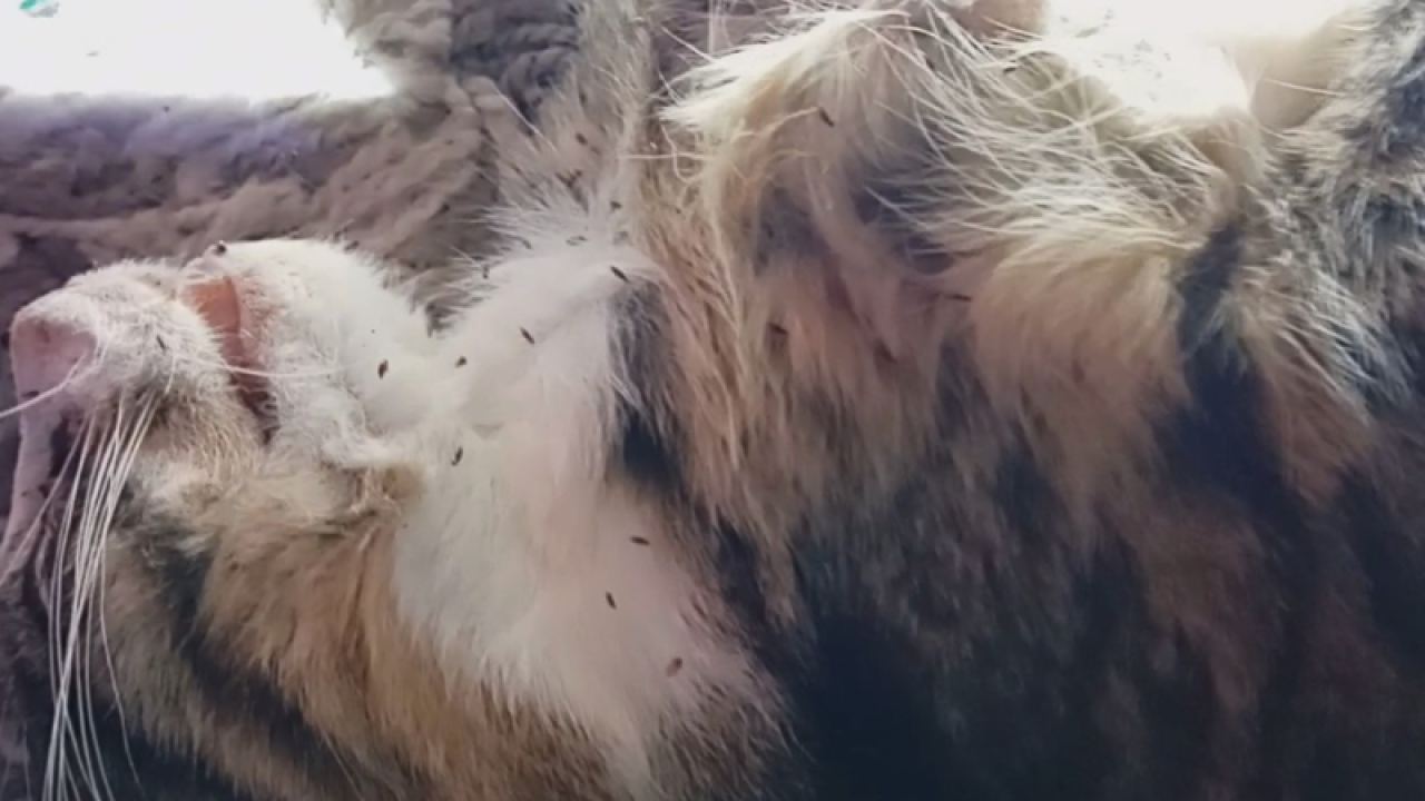 Kittens sterven nare dood door vlooienplaag