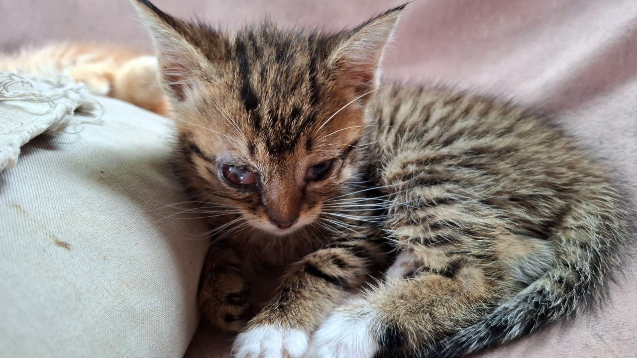 Kattenhandelaarster huisvest zieke dieren in zwaar vervuilde woning