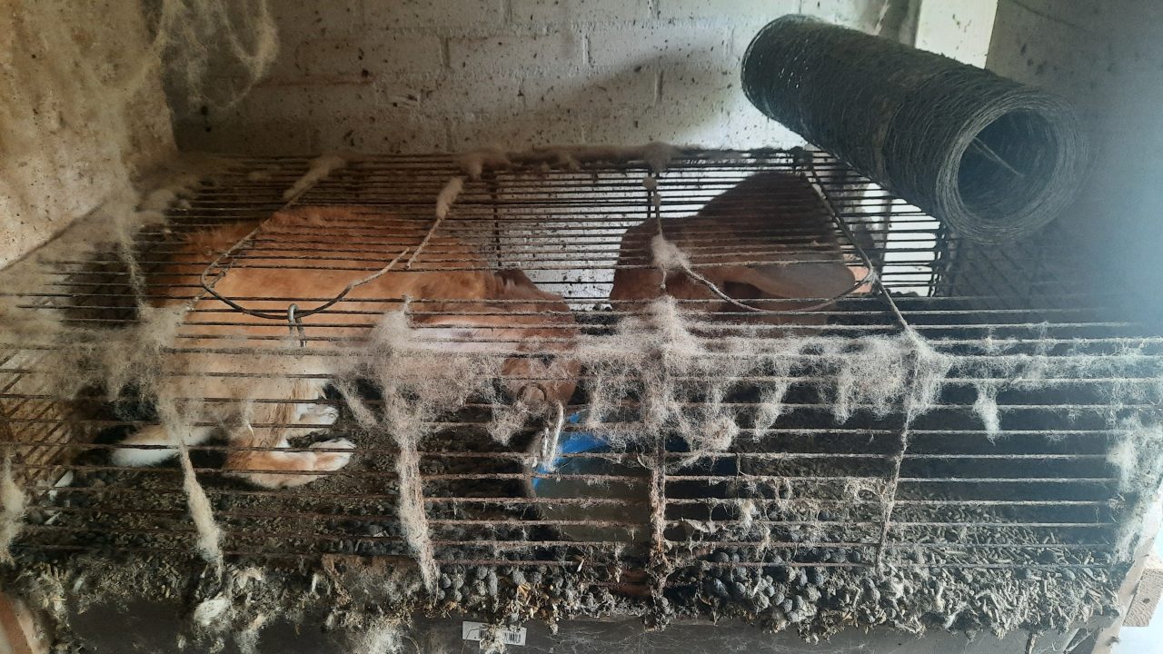 LID neemt zes ernstig verwaarloosde konijnen in beslag
