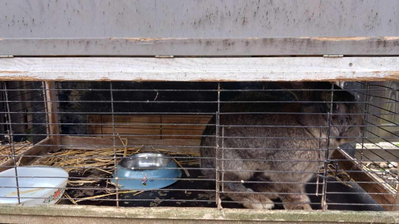 Eigenaar verwaarloost tientallen konijnen en duiven in Heerlen: alle dieren meegenomen door inspectiedienst