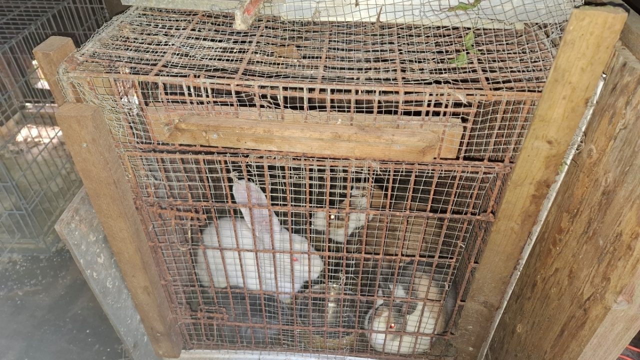 Eigenwijze dierenverwaarlozer Westerwolde krijgt opnieuw proces-verbaal van inspecteur