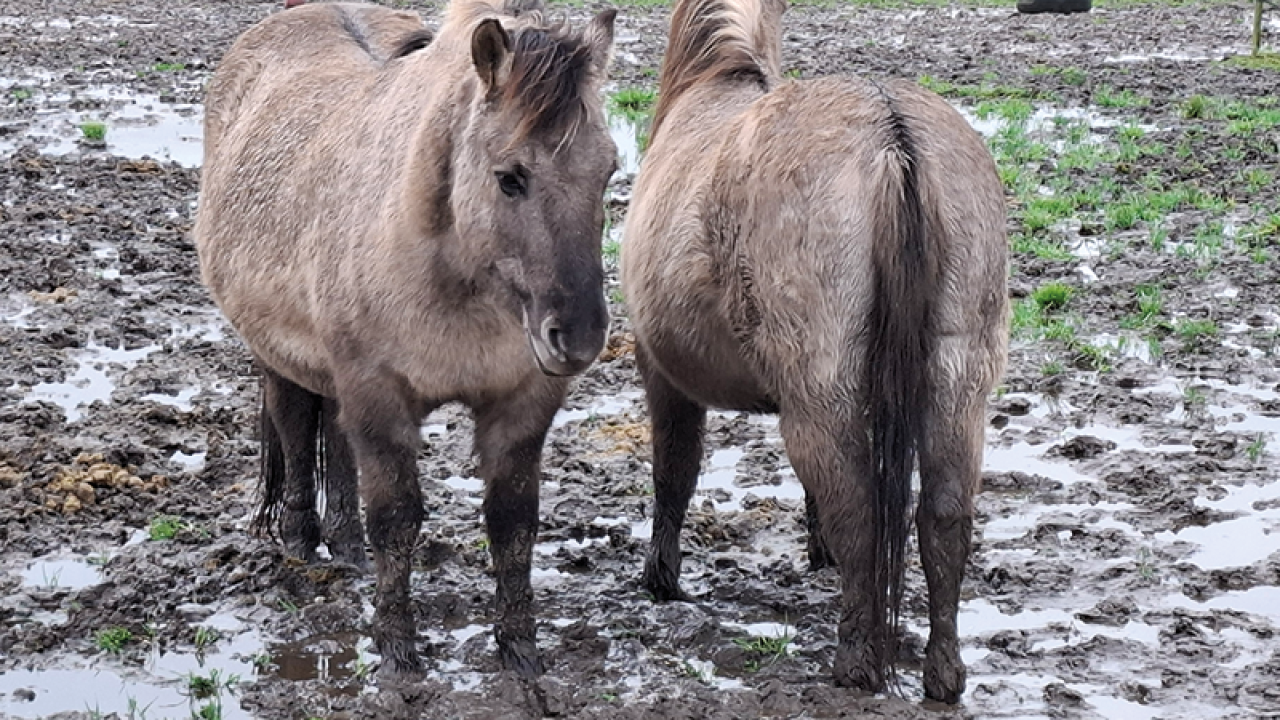 Konikpaarden en pony’s staan diep in de drek: inspecteur neemt alle dieren mee