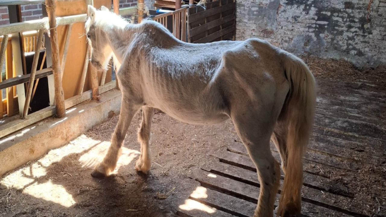 Inspectiedienst neemt ernstig verwaarloosde pony’s en paard mee op terrein in Drimmelen