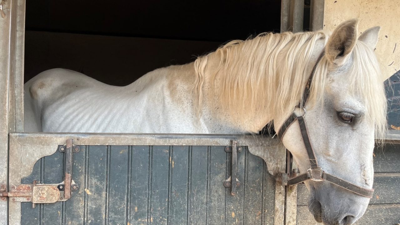 Paardenhoudster in Meierijstad laat dieren verhongeren