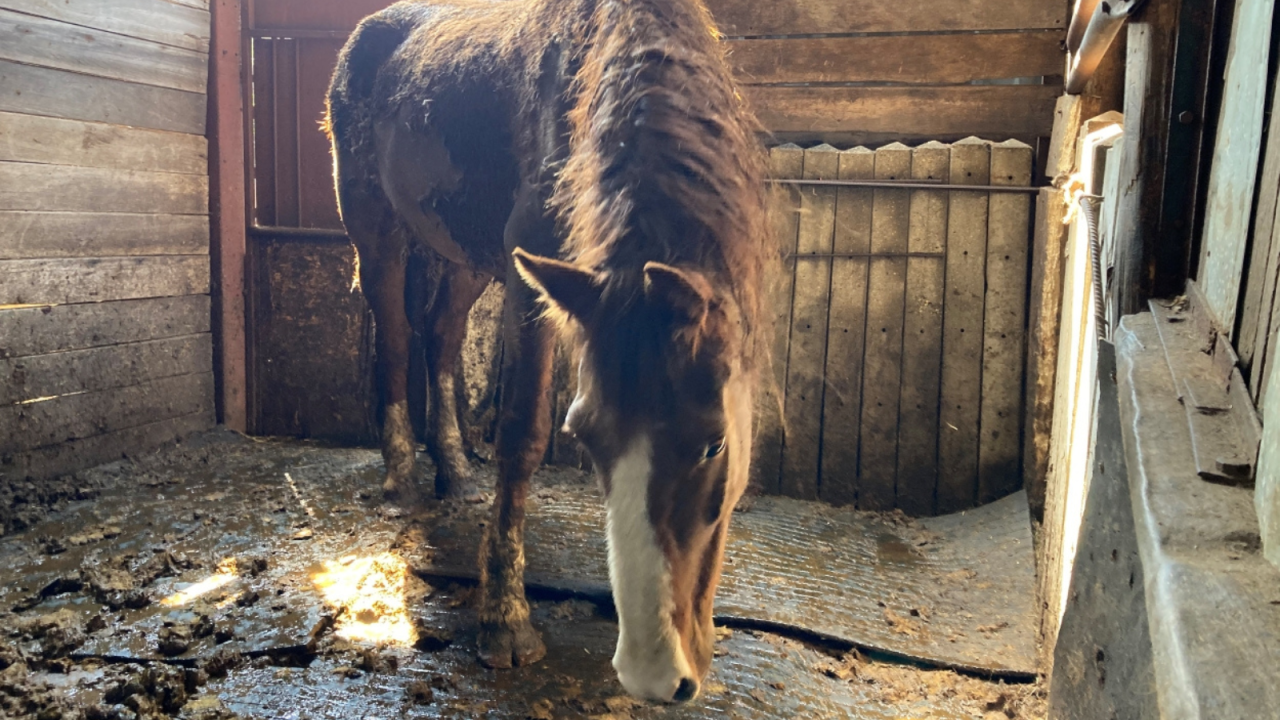 Twee paarden gered uit smerige schuur