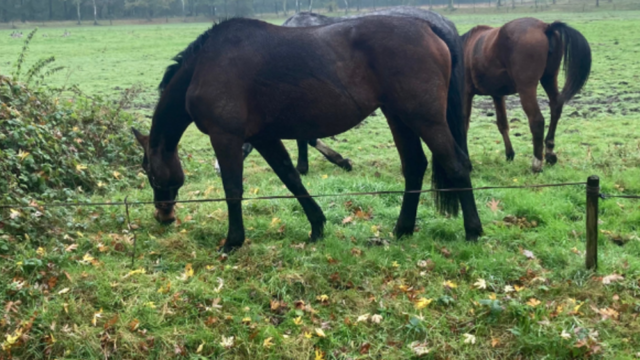 Paarden breken telkens uit wegens slechte omheining: inspecteur neemt ze na waarschuwingen in bewaring