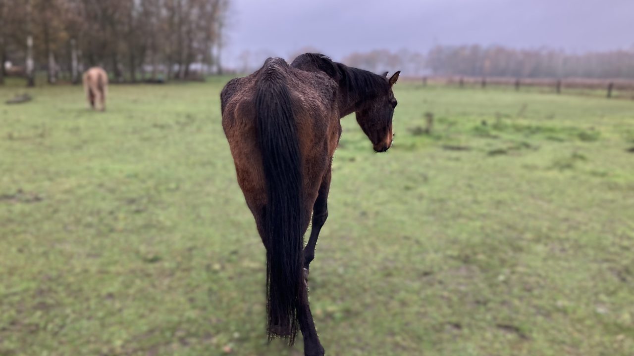 Inspecteur neemt zes ernstig vermagerde paarden mee in Leudal