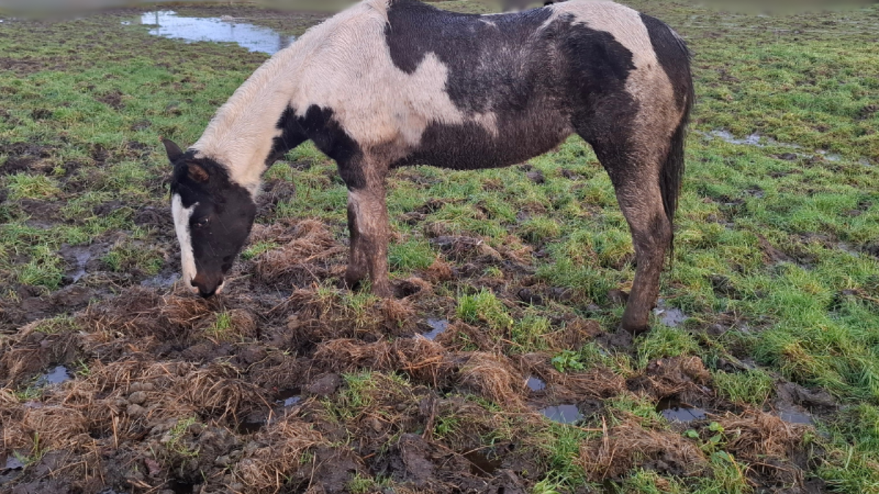 Paardenhoudster verwaarloost dieren: alle viervoeters in beslag genomen door inspectie