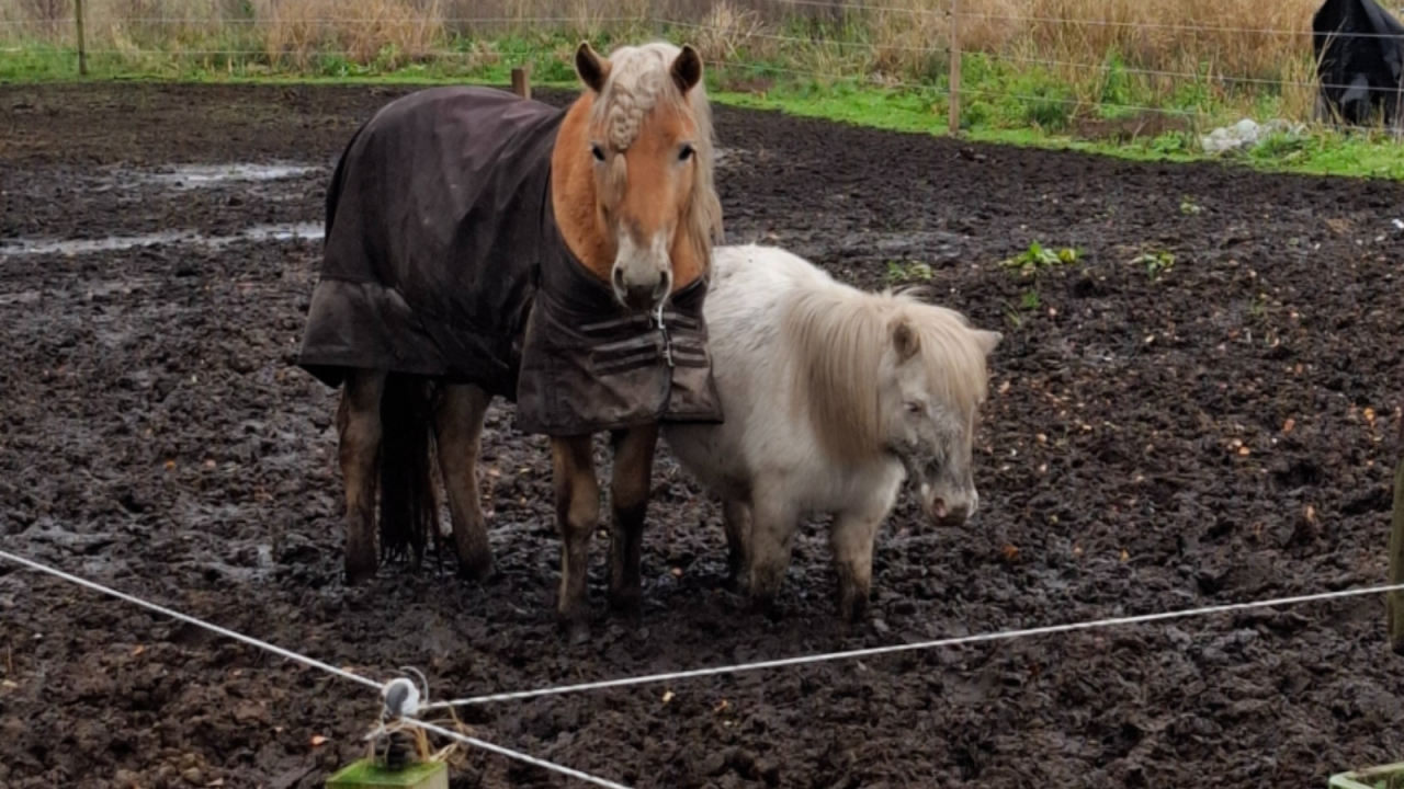 Inspectiedienst neemt op drie locaties acht paarden en twee katten in beslag