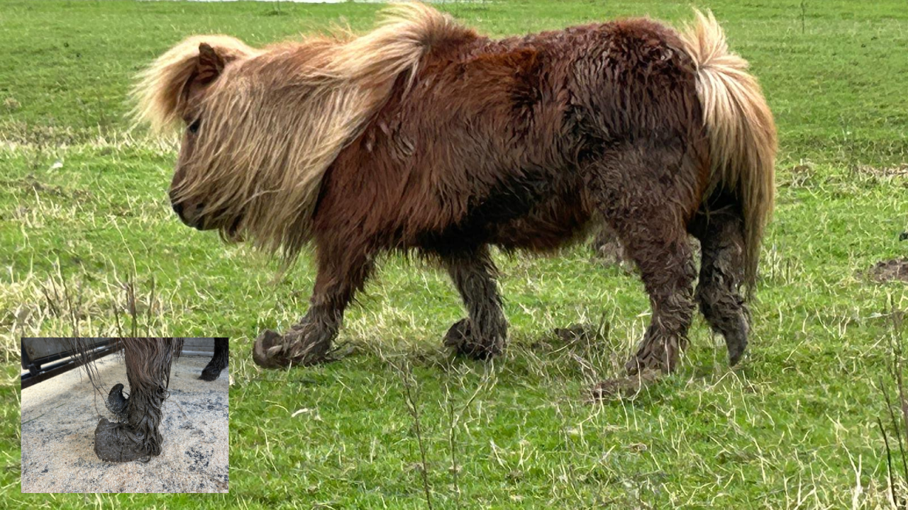 Ernstig hoefbevangen pony’s in beslag genomen in Molenlanden