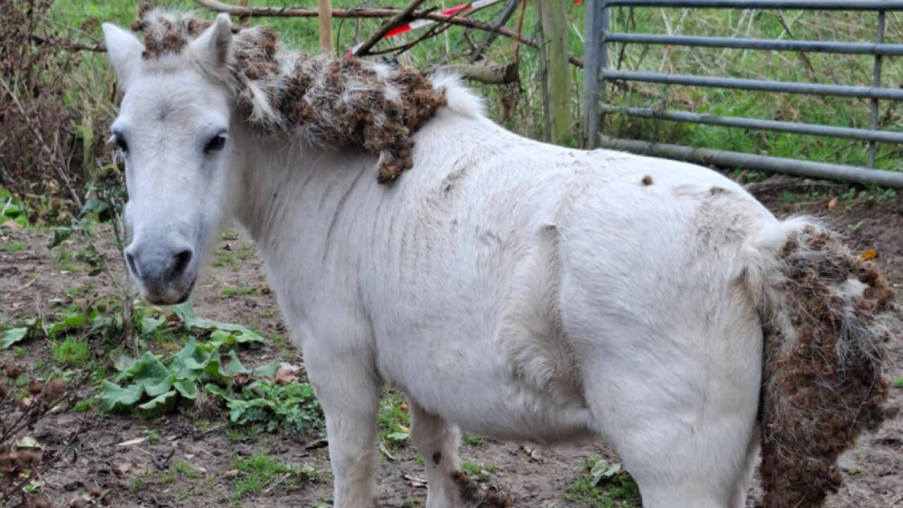 Handhavers nemen slecht gehuisveste pony’s in beslag