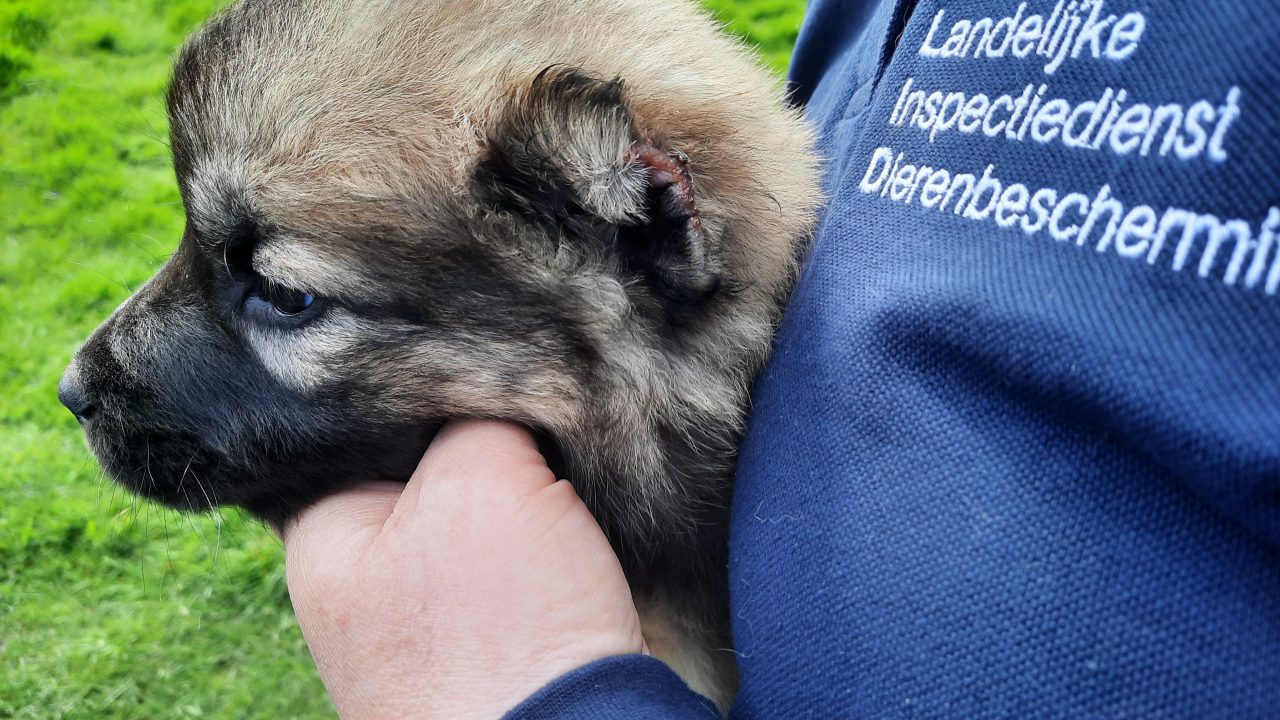 Bliksemactie dierenambulance, politie en inspectie voorkomt illegale doorvoer verminkte pup uit Turkije