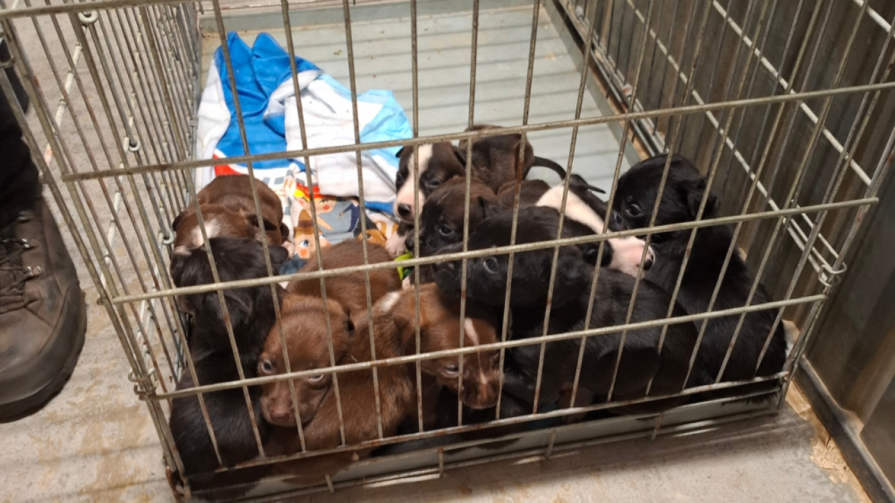 Nijmegenaar sluit piepjonge pups zonder moeder op in verroeste, gammele bench