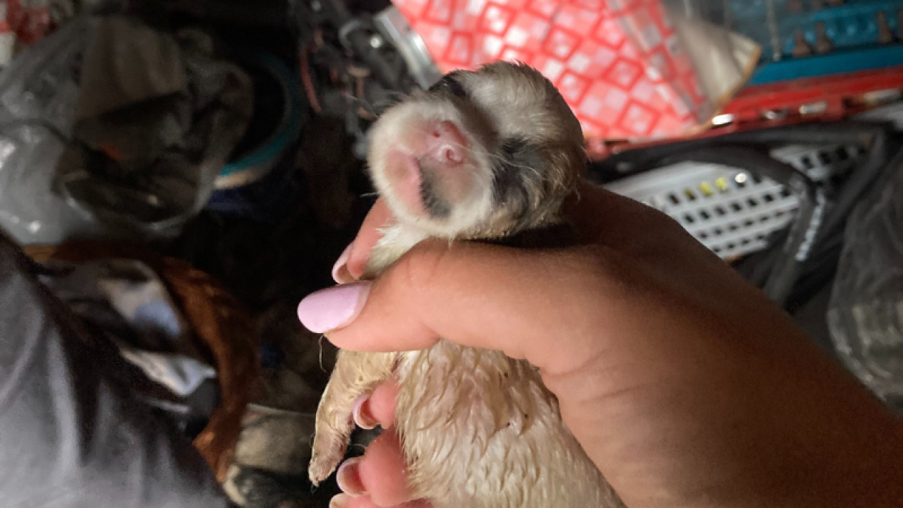 Net geboren pups en moederhond moeten zich zien te redden in vervuilde rommelschuur in Peel en Maas