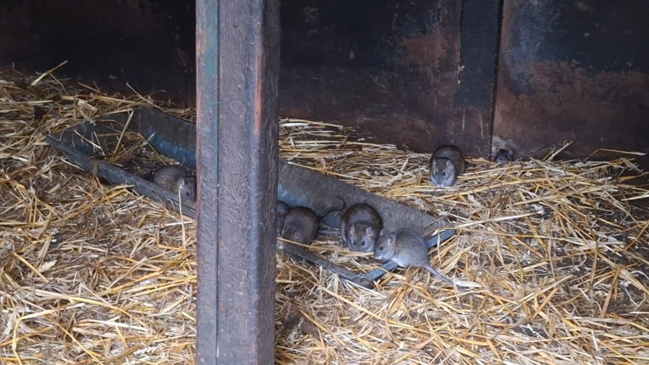 Ratten terroriseren dieren in Mook en Middelaar