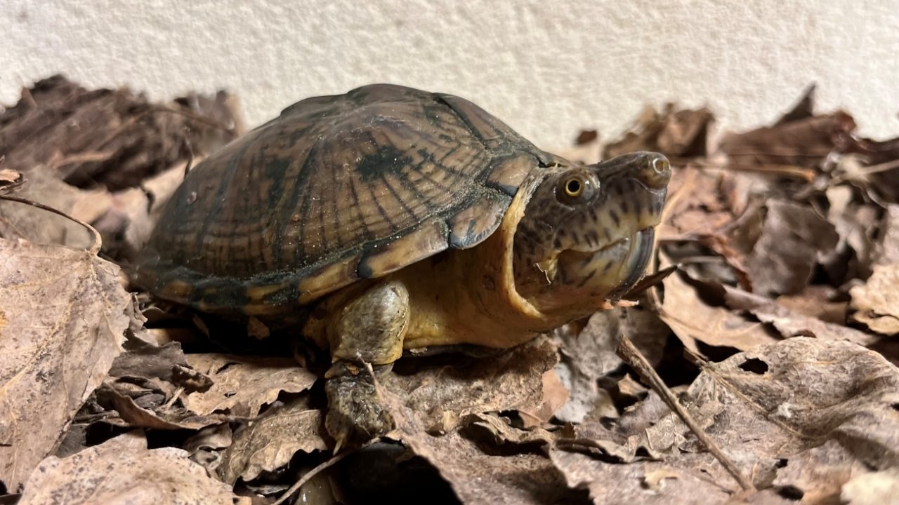 Vrouw verzorgt schildpadden onvoldoende: inspecteur neemt verwaarloosde dieren mee
