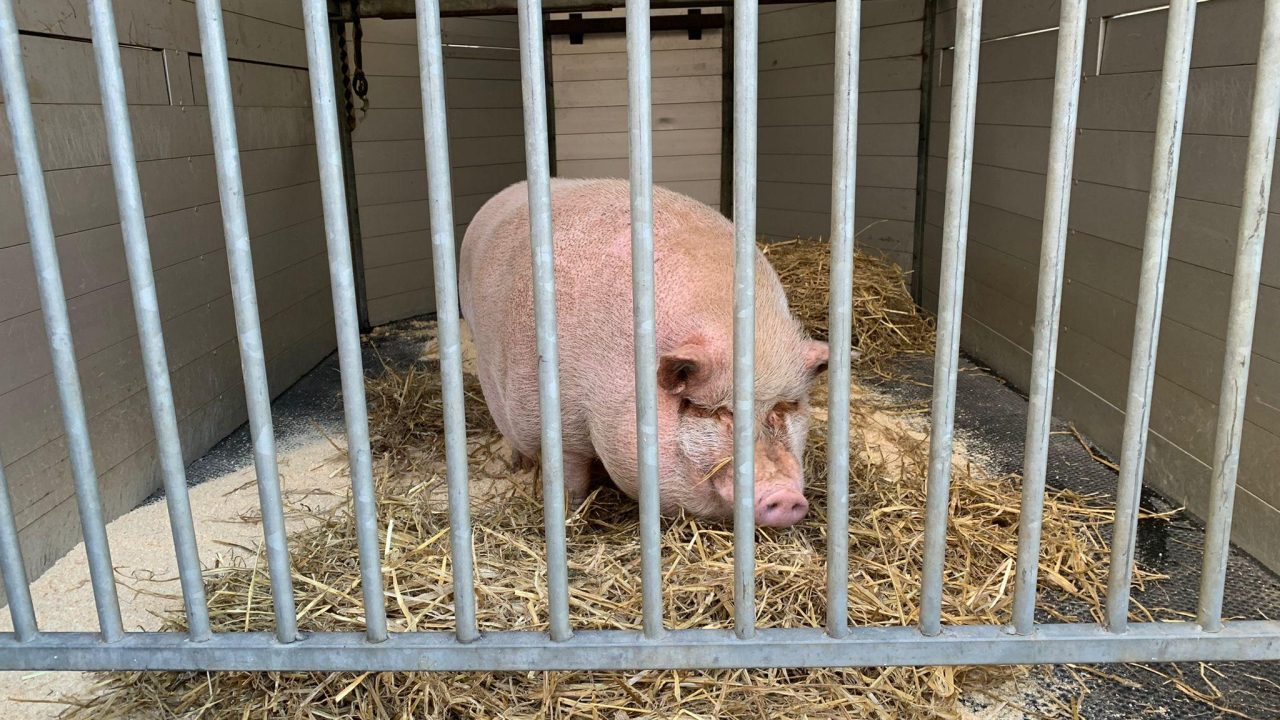 Vrouw houdt varken in schuurtje van Rotterdams rijtjeshuis