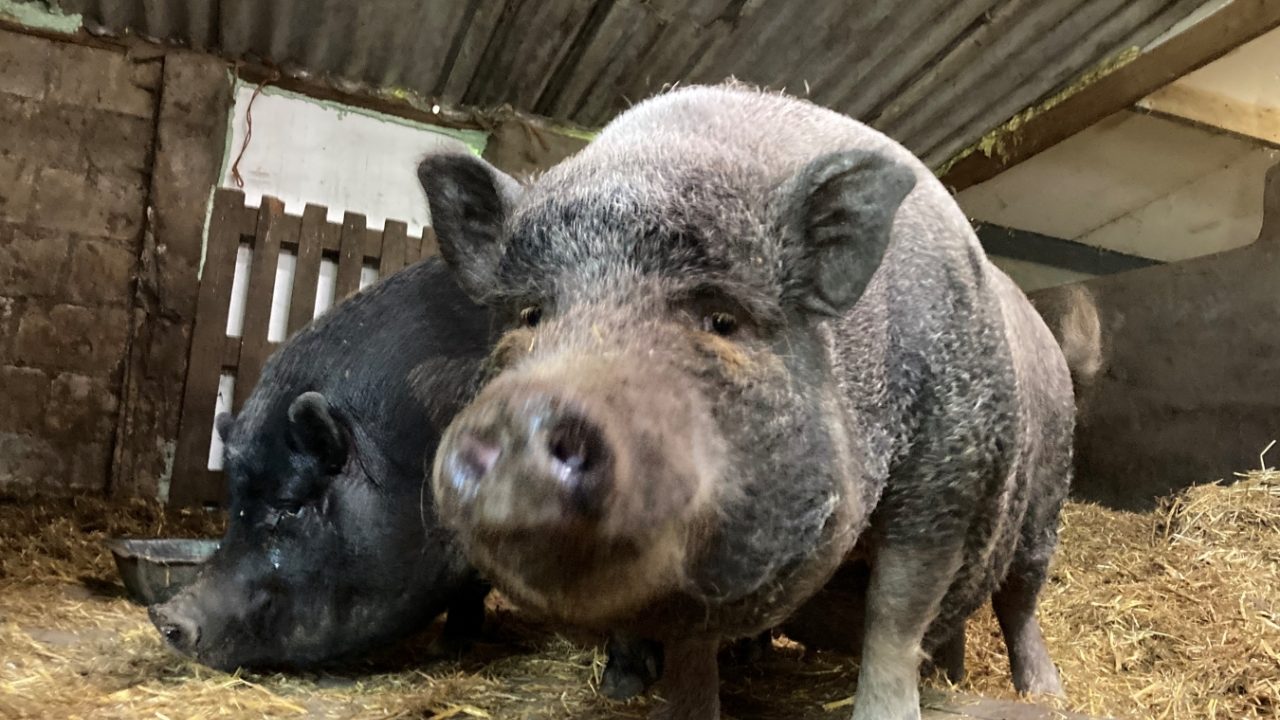 Notoire dierenverzamelaars Echt-Susteren overtreden houdverbod: alle dieren op het erf opnieuw meegenomen
